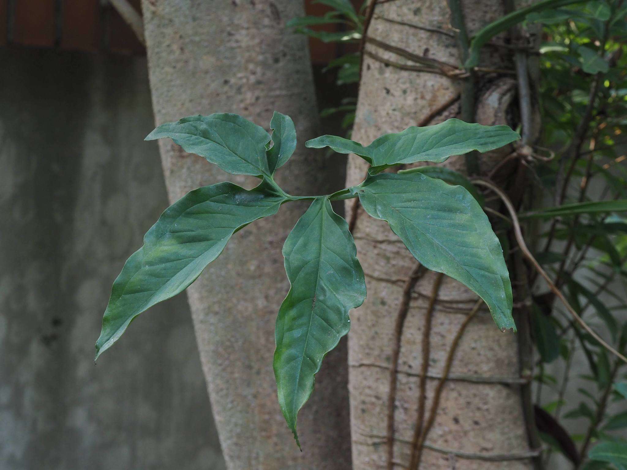 Imagem de Syngonium angustatum Schott