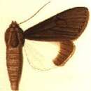 Image of Audea melaleuca Walker 1865