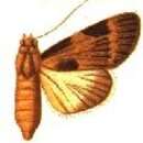 Image of Audea subligata Distant 1902