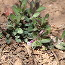 Image of Polygala rupestris subsp. oxycoccoides (Desf.) Batt.