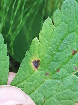 Image of Puccinia morthieri Körn. 1887