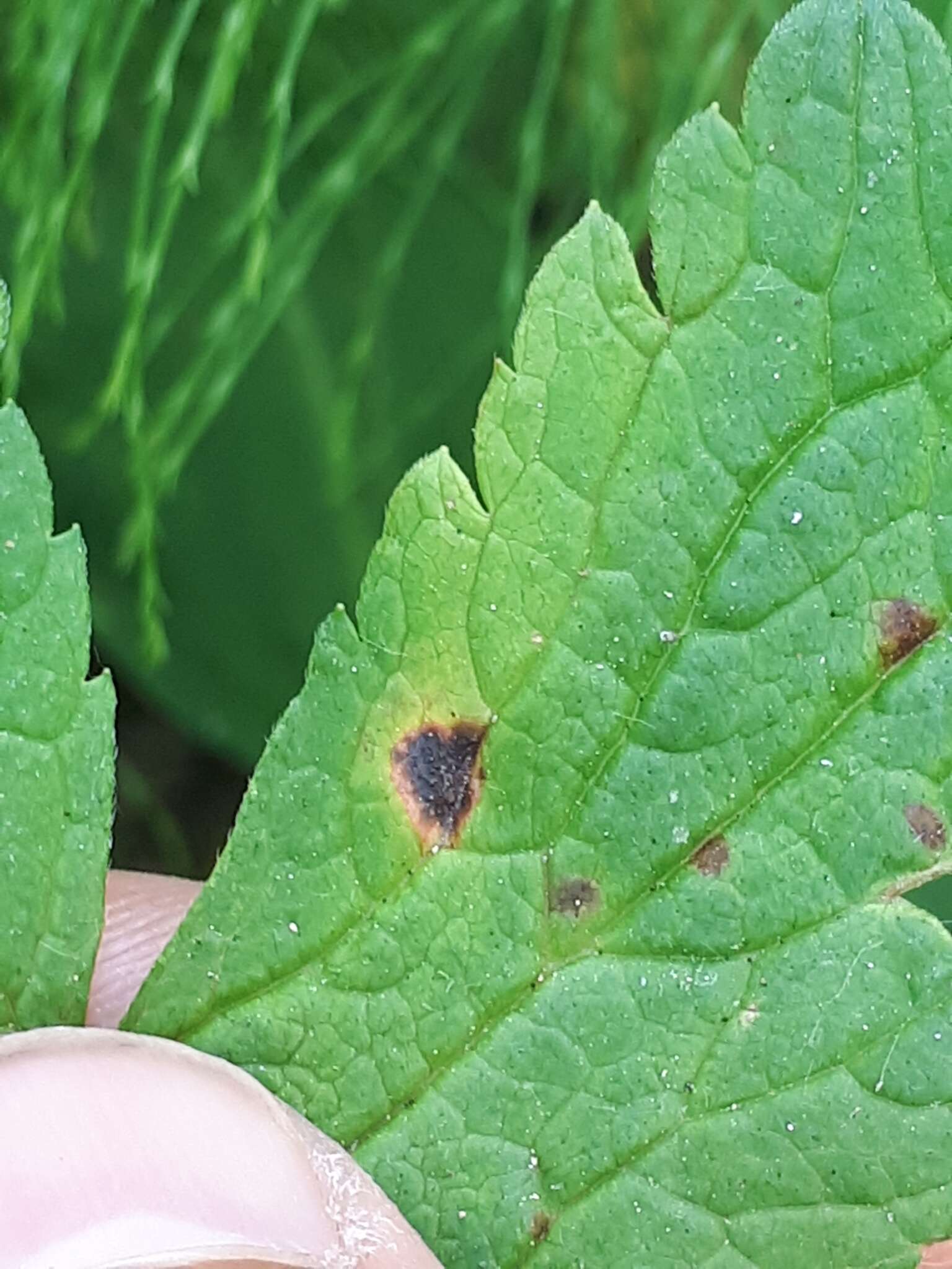 Image de Puccinia morthieri Körn. 1887