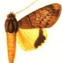 Image of Ulotrichopus trisa Swinhoe 1899