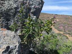 Image of Teedia lucida (Soland.) Rudolphi