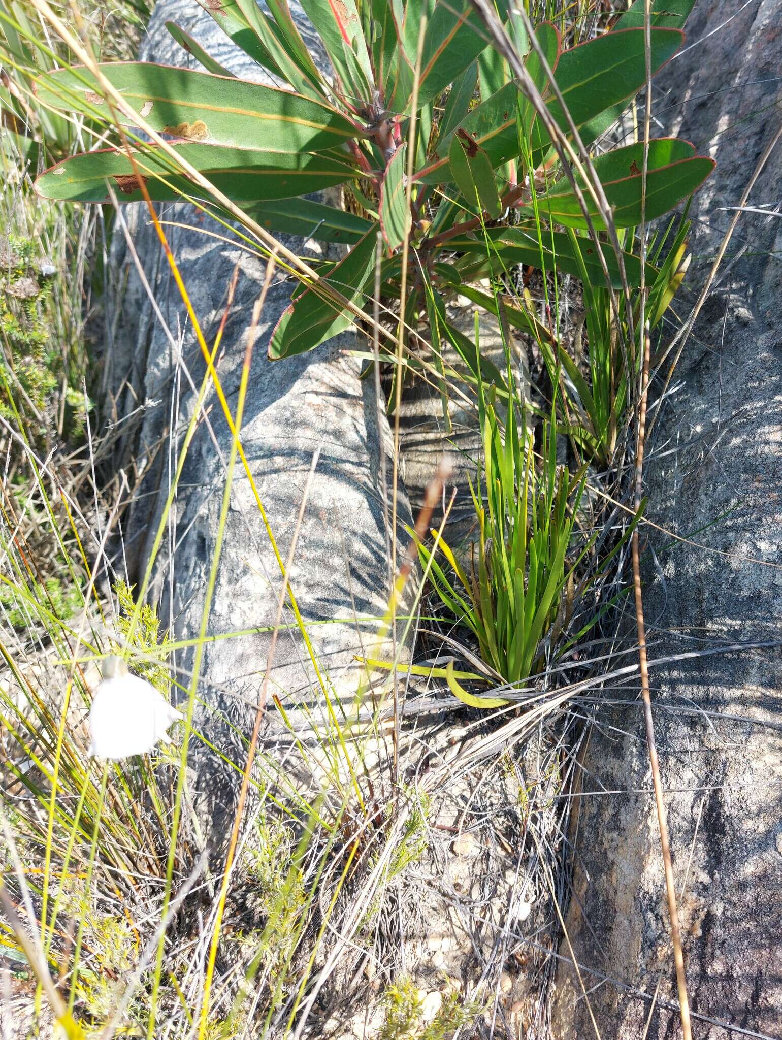 Image of Gladiolus patersoniae F. Bolus