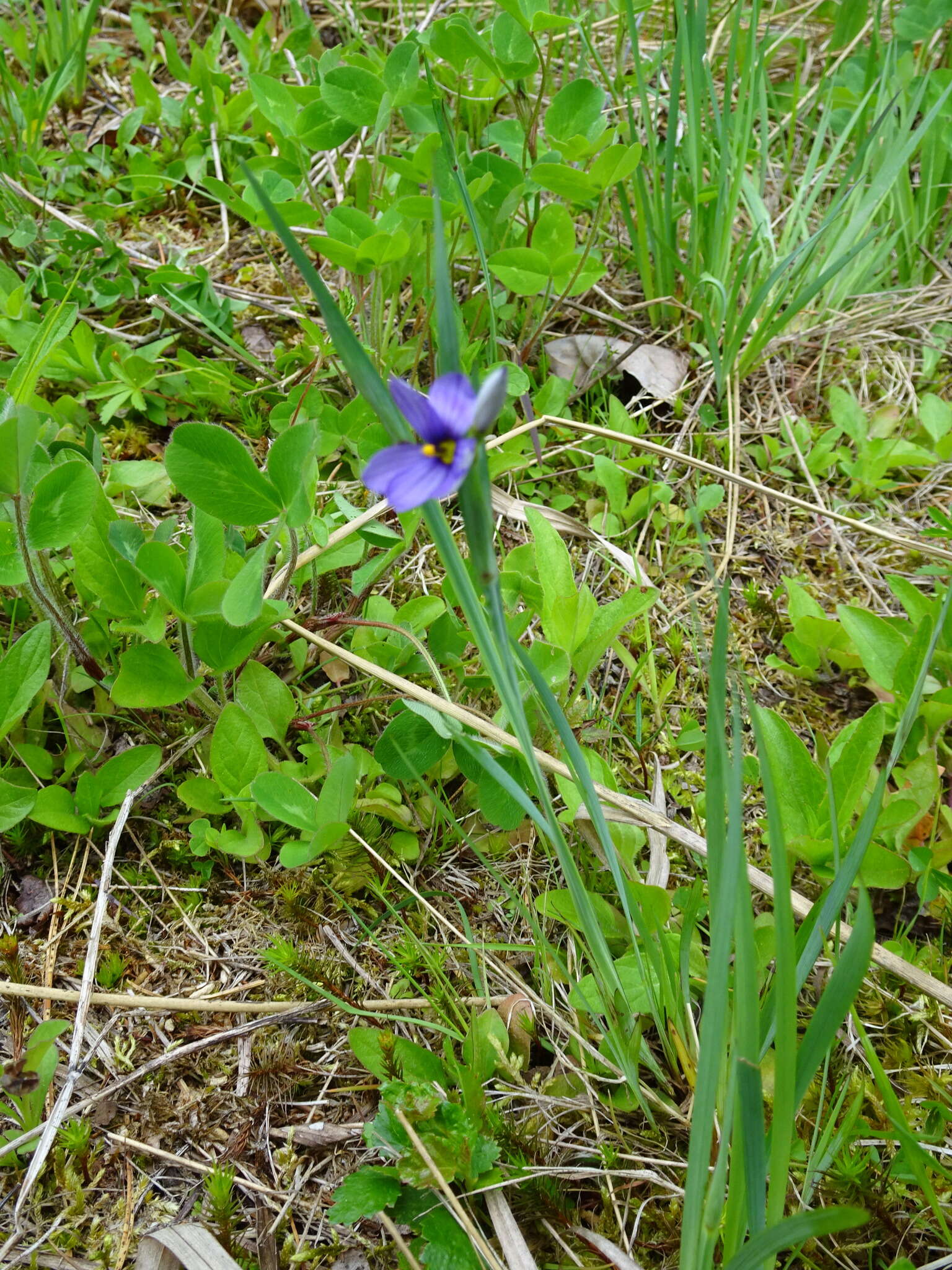 Image of strict blue-eyed grass