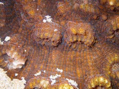 Image of Flat Lettuce Coral