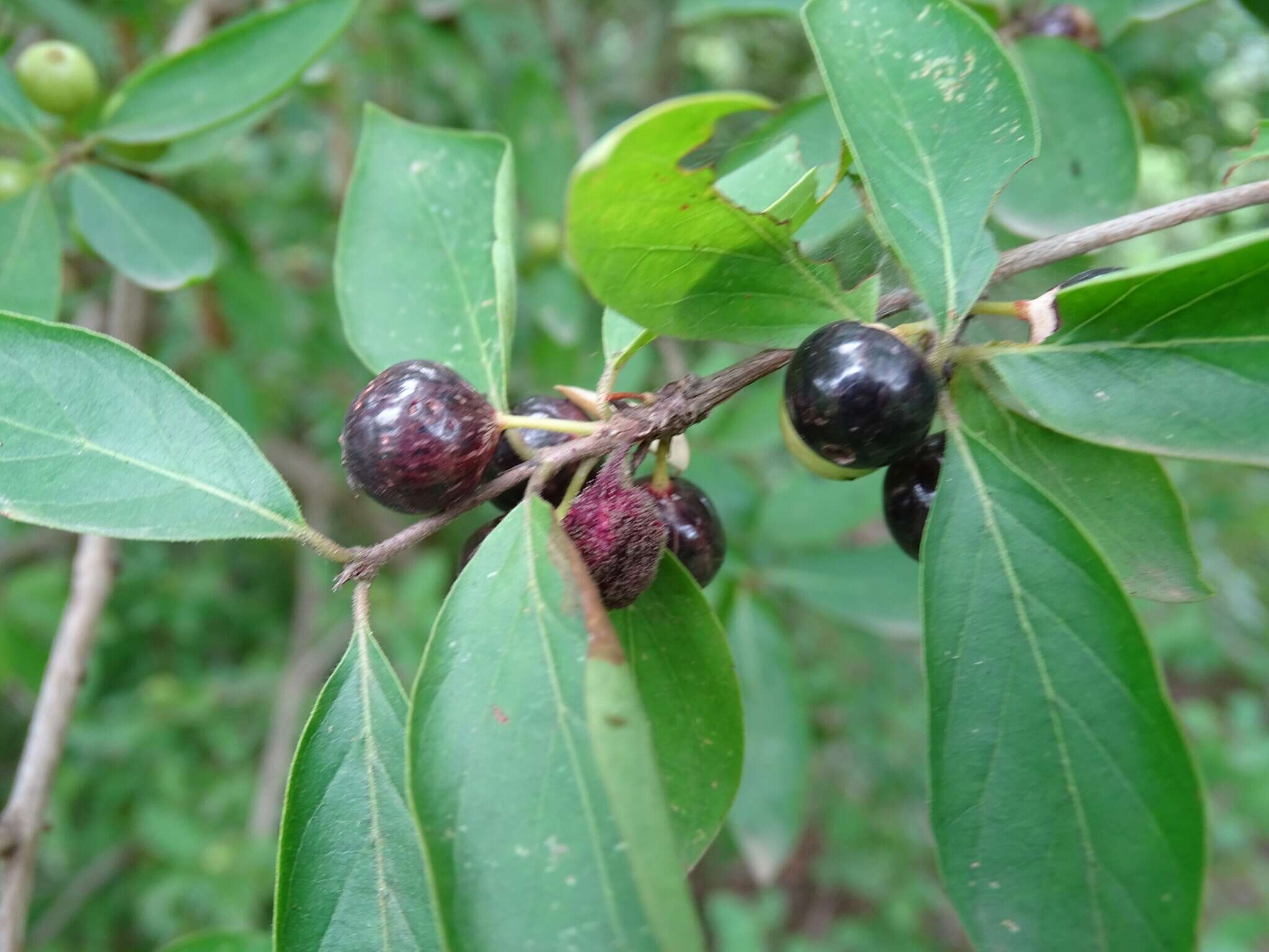 Image de Feretia apodanthera Delile