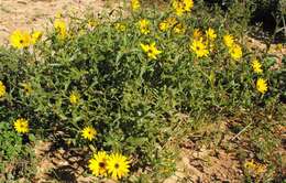 Image of Osteospermum hyoseroides (DC.) T. Norl.