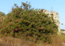 Image of Cyprus turpentine