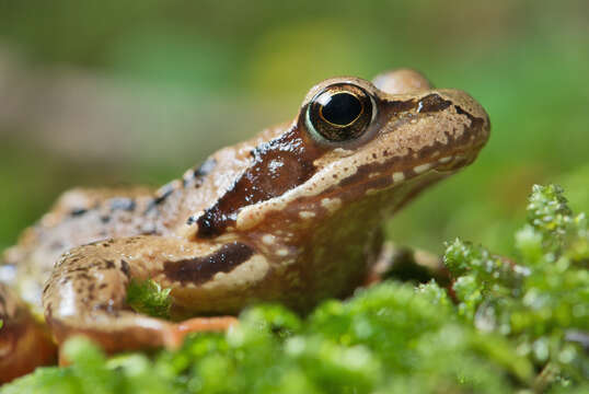 Image of Common frog