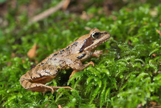 Image of Common frog