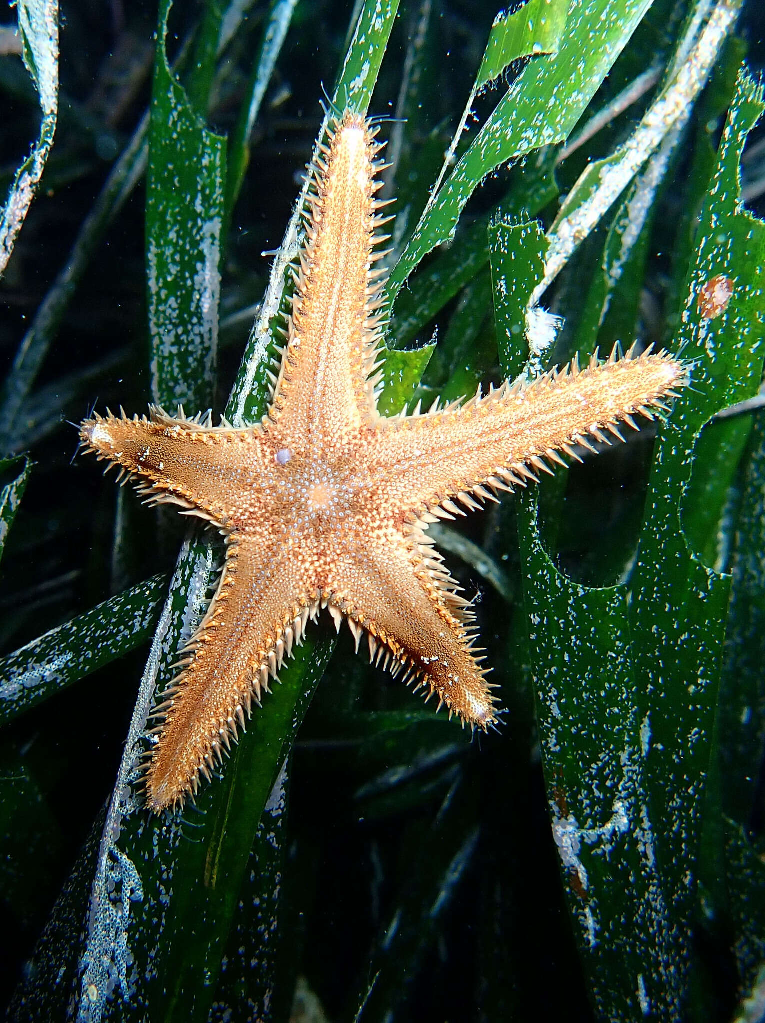 Image of Astropecten spinulosus (Philippi 1837)