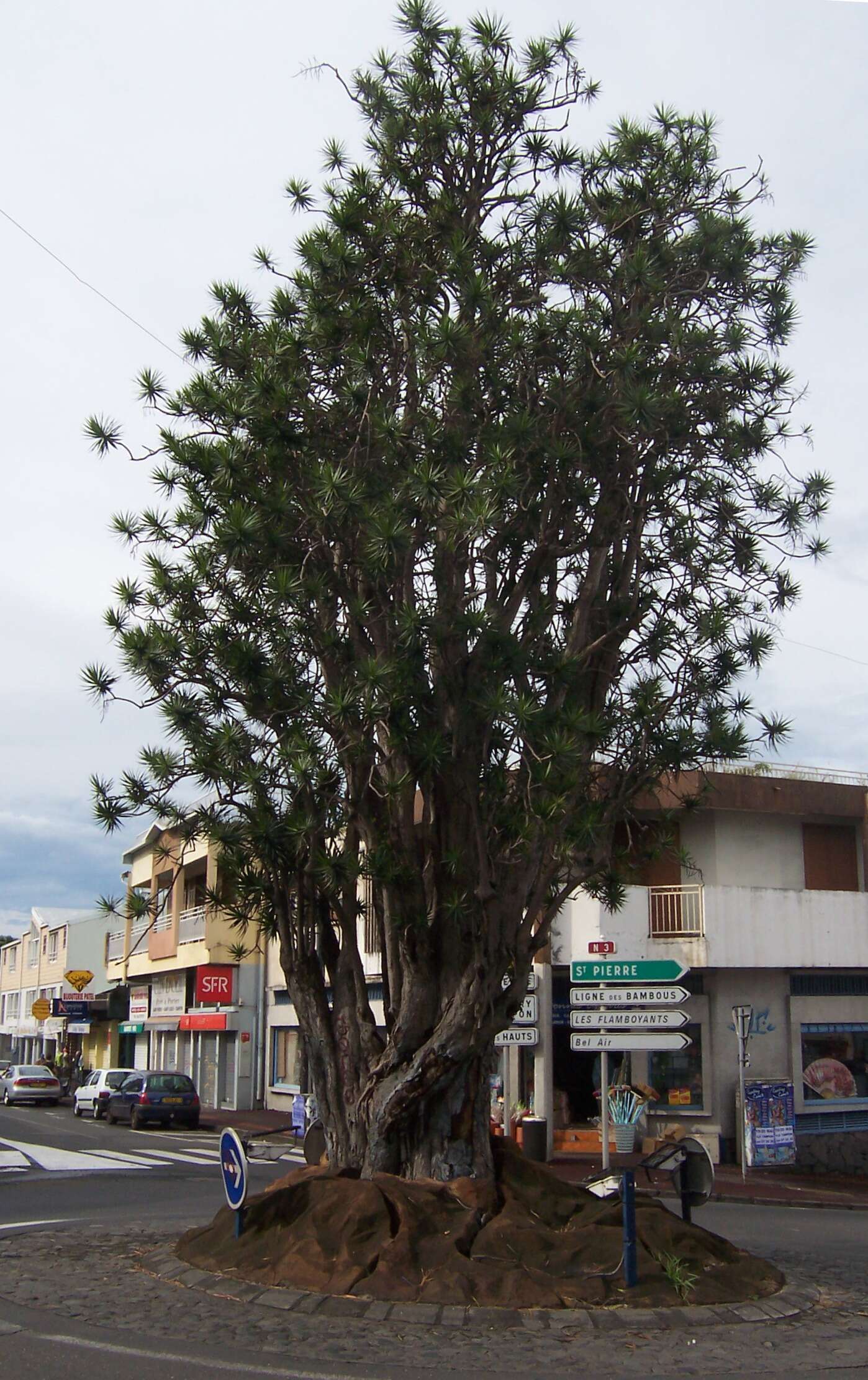 Image of Dracaena reflexa Lam.