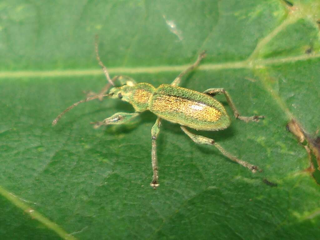 Polydrusus (Eurodrusus) cervinus (Linnaeus 1758) resmi