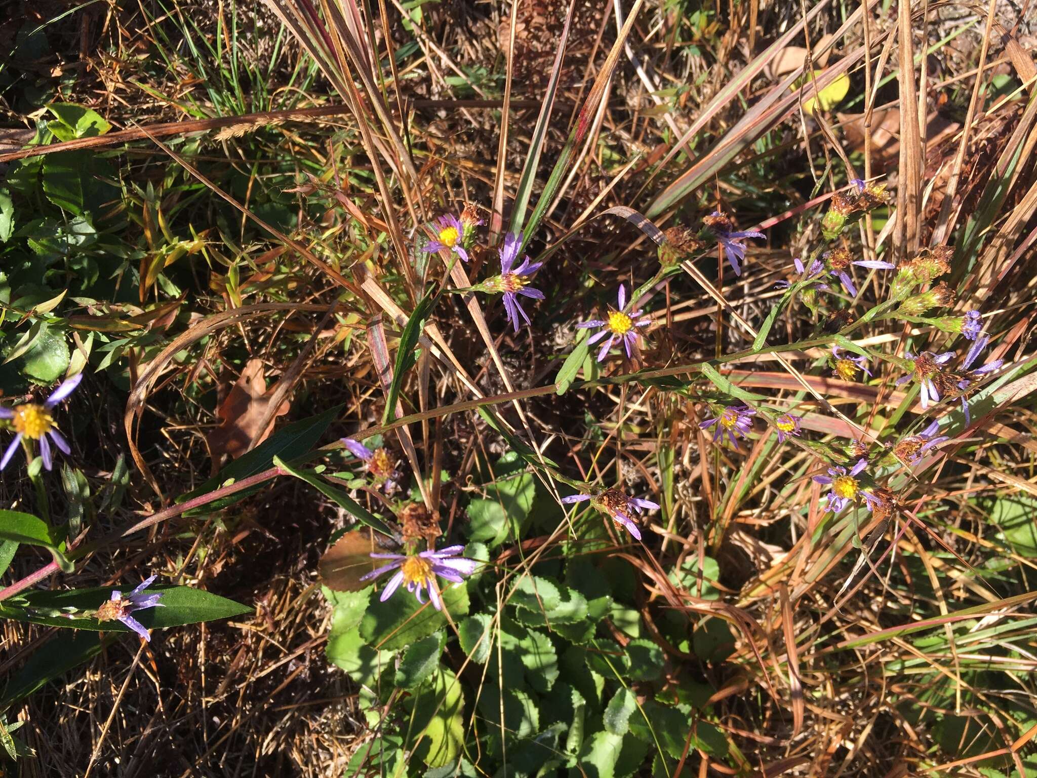 Image of Rhiannon's aster