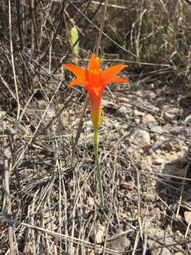 Imagem de Pyrolirion tubiflorum (L'Hér.) M. Roem.