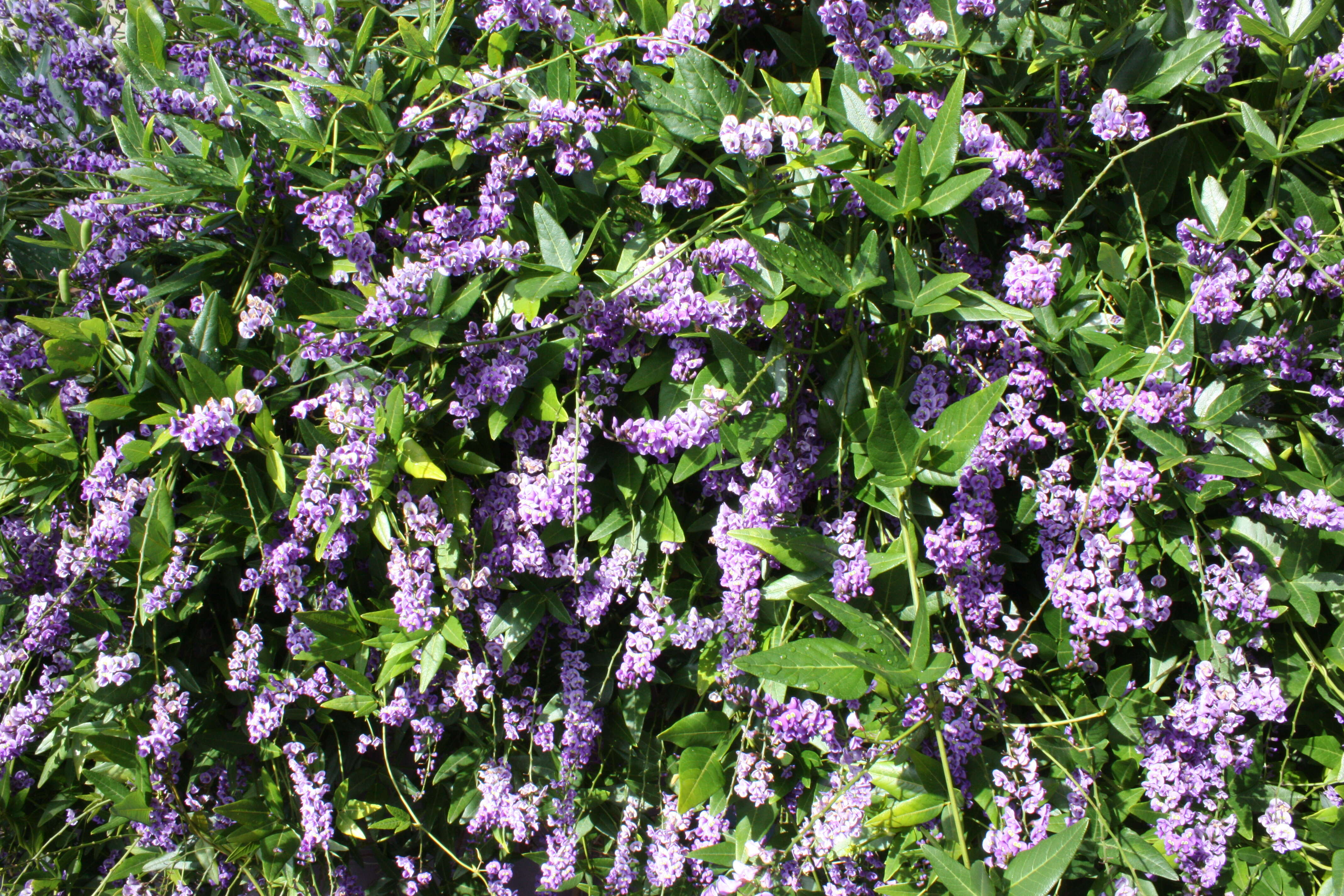 Image of Australian lilac vine