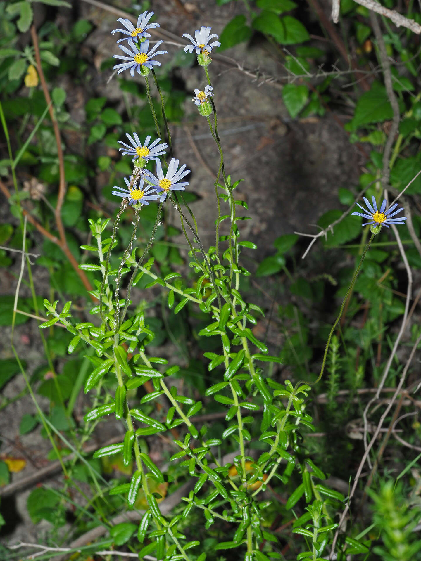 Imagem de Felicia aethiopica subsp. ecklonis (Lees.) Grau