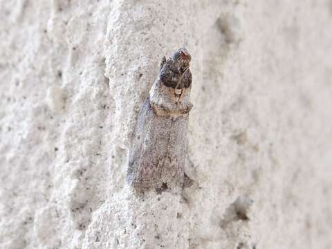 Image de Acrobasis caryae Grote 1881