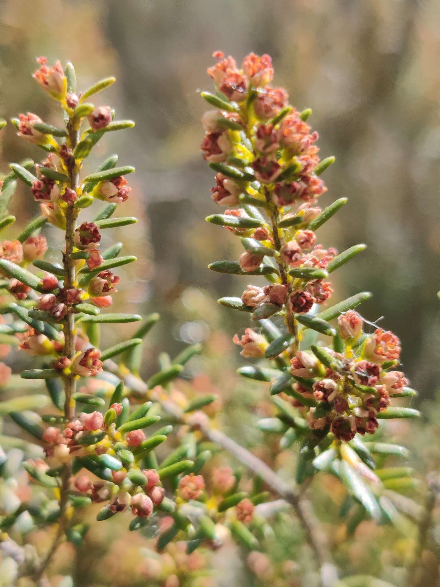 Image of green heather