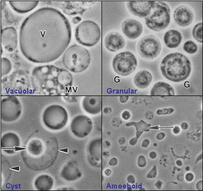 Image de Blastocystis Alexeieff 1911