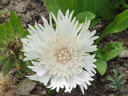 Imagem de Stokesia