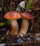 Image of Leccinum manzanitae Thiers 1971