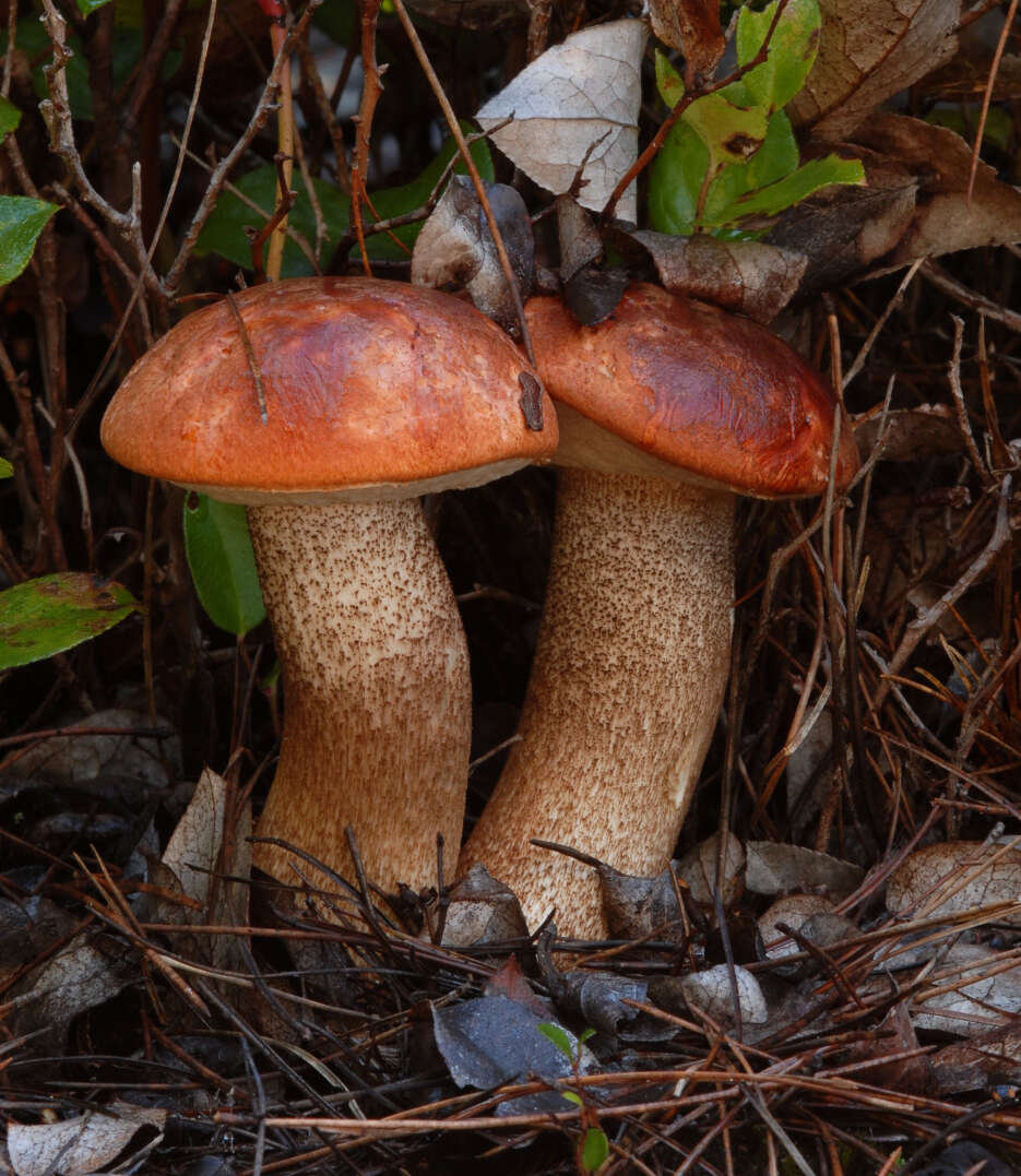 Image of Leccinum manzanitae Thiers 1971