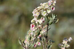 Image of Atraphaxis frutescens (L.) Ewersm.