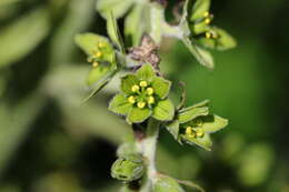 Image of Veratrum viride var. viride