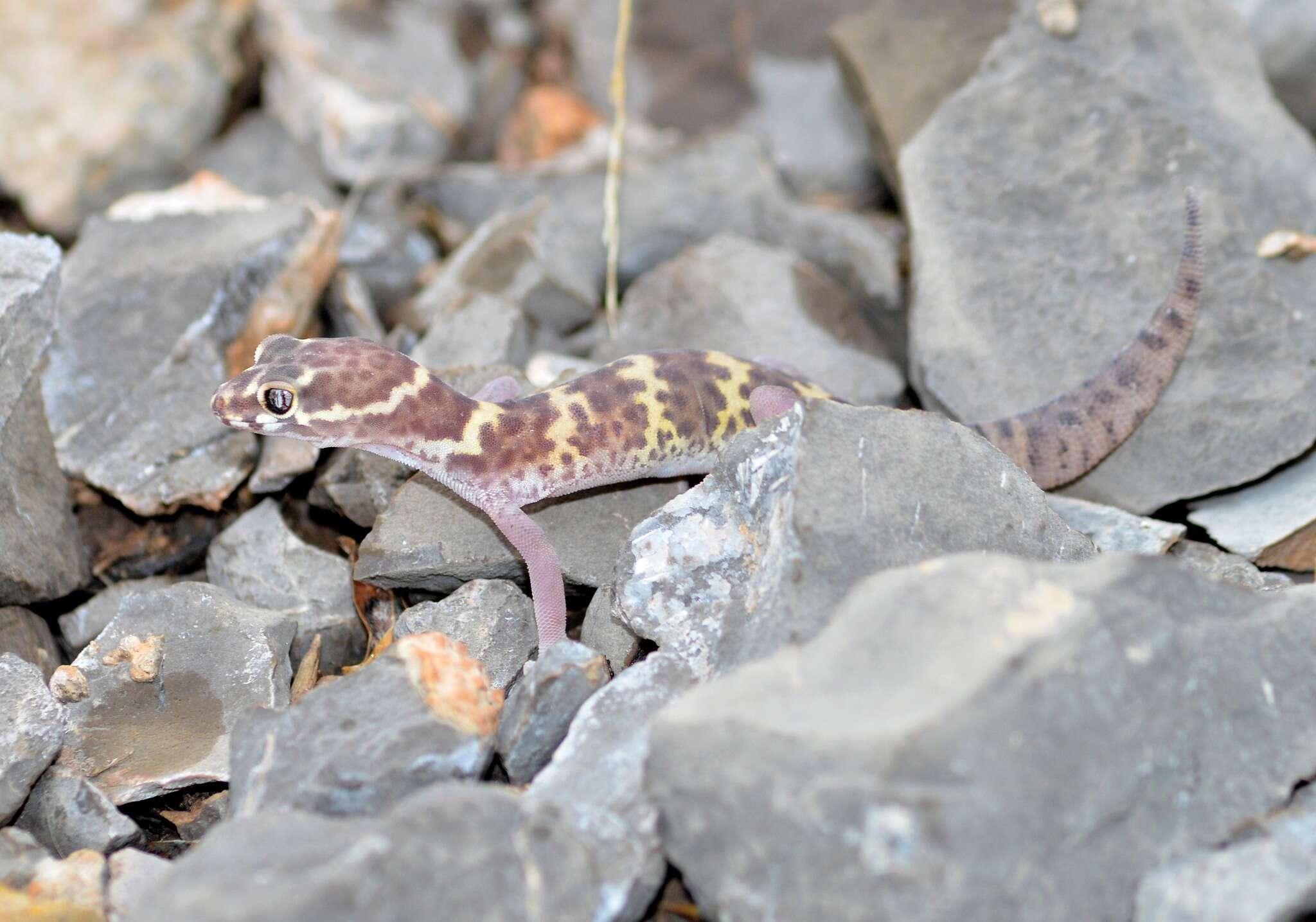 Image of Texas Banded Gecko