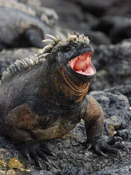 Image of marine iguana