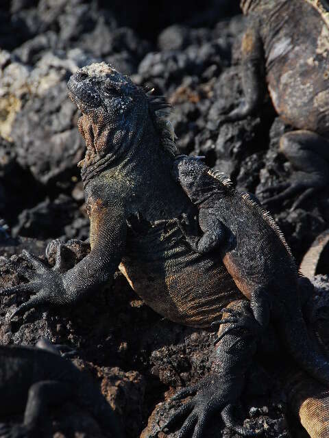 Image of marine iguana