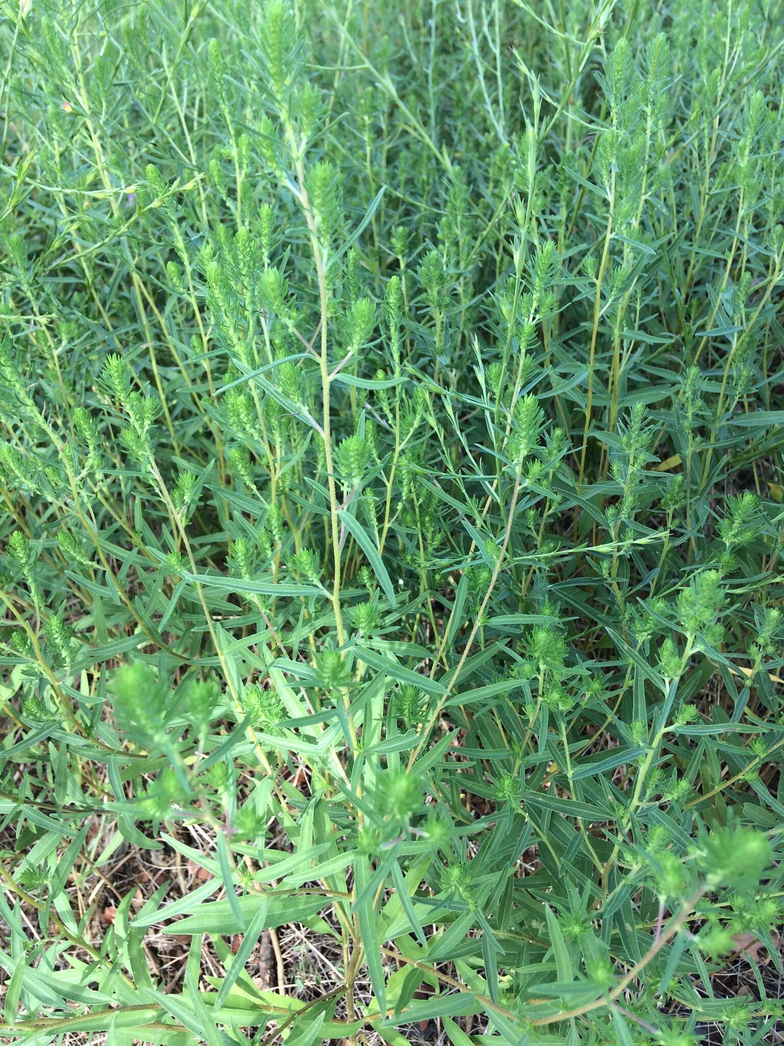 Image of narrowleaf marsh elder