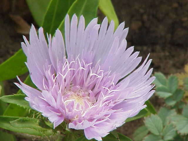 Image of Stokesia