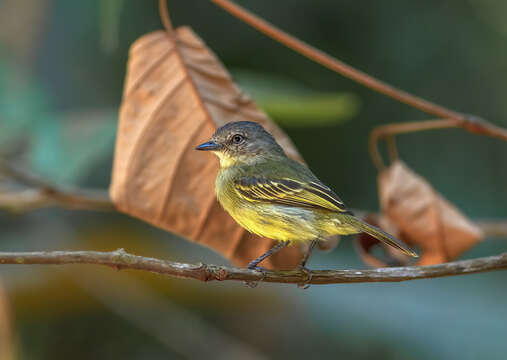 Image of Guianan Tyrannulet