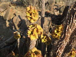 Image of Ceropegia floriparva Bruyns