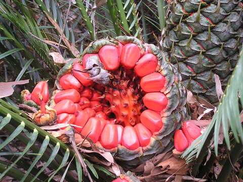 صورة Macrozamia communis L. A. S. Johnson