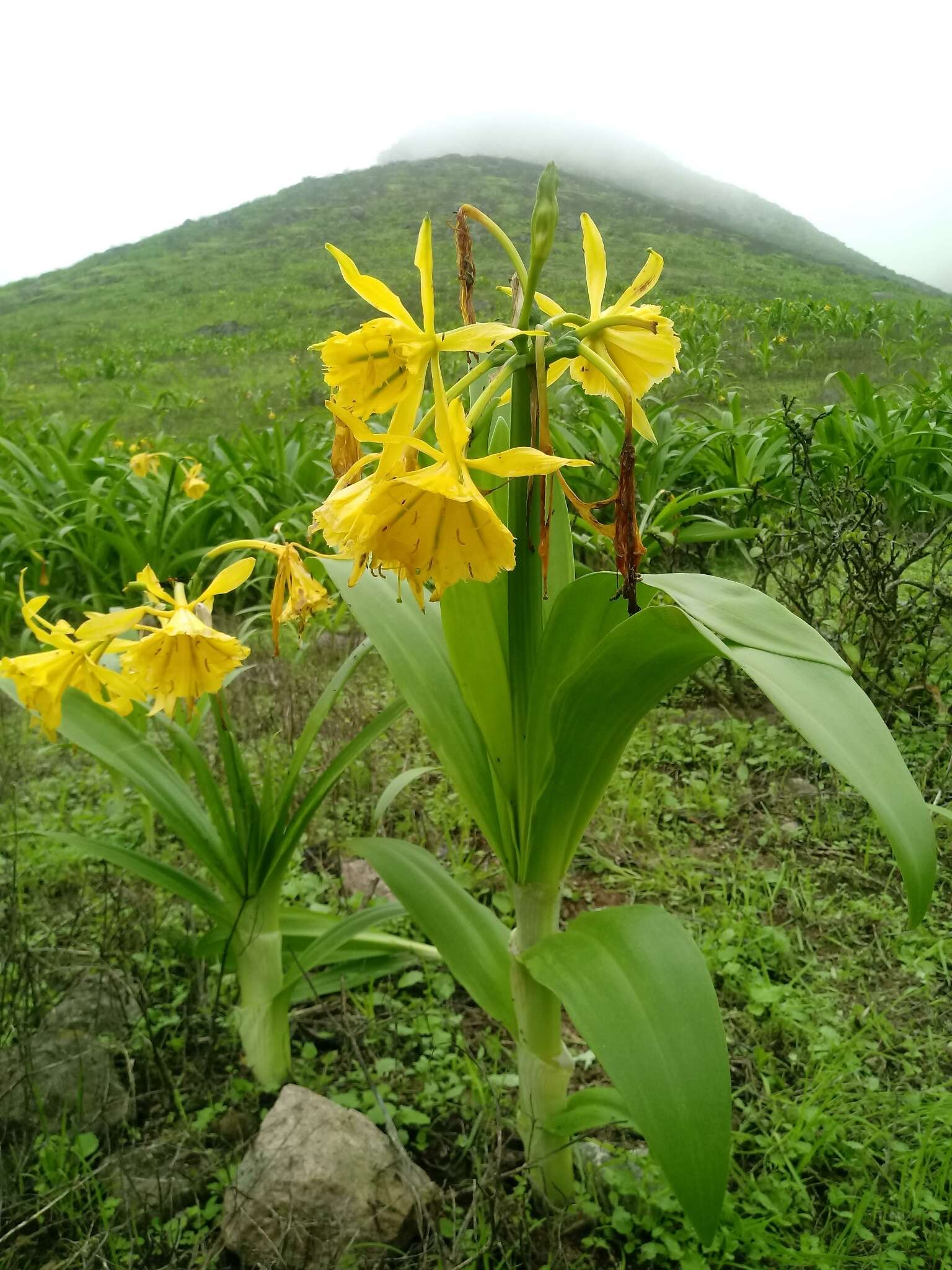 Image of Ismene amancaes (Ruiz & Pav.) Herb.