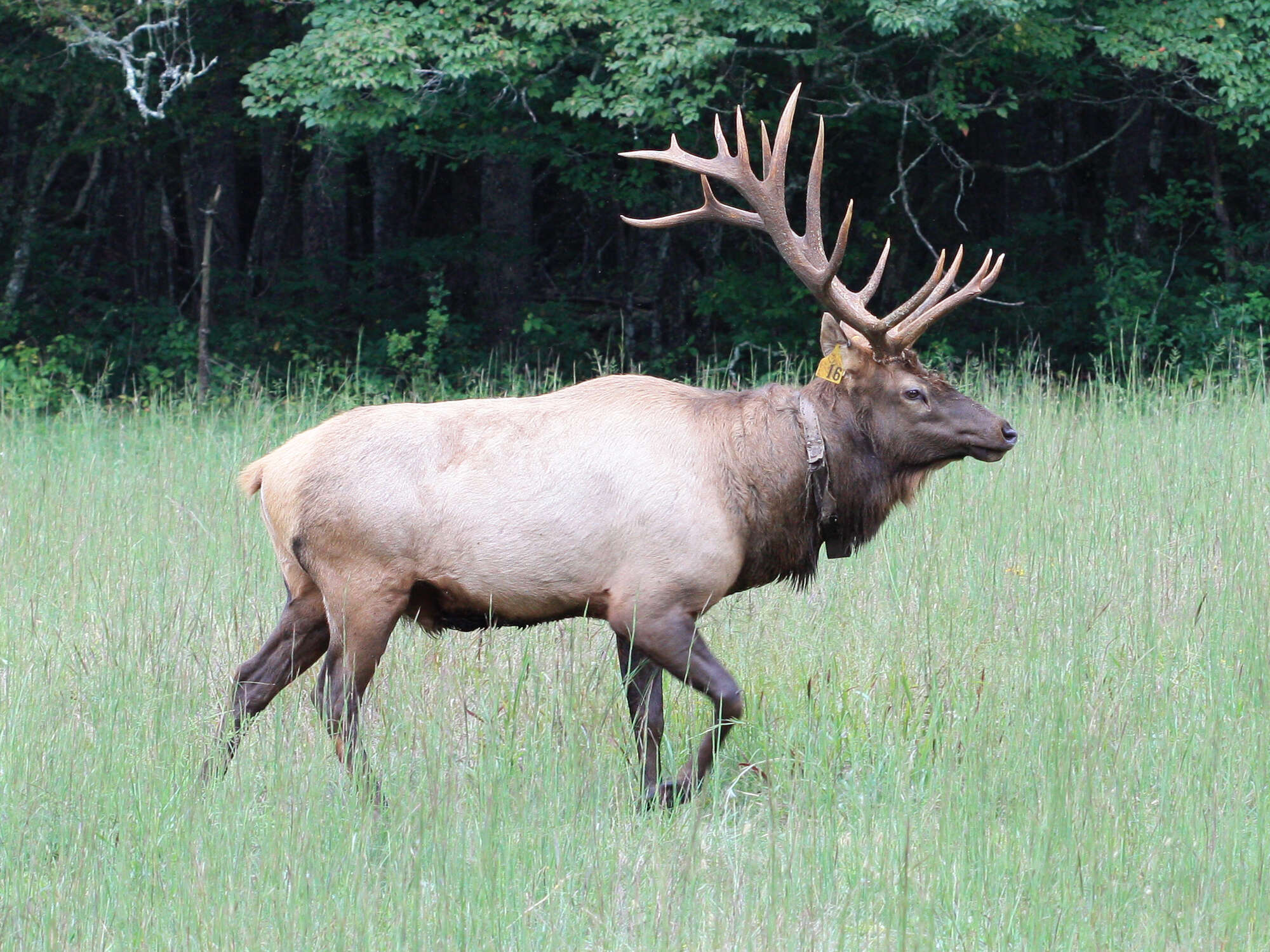 Image of North American elk