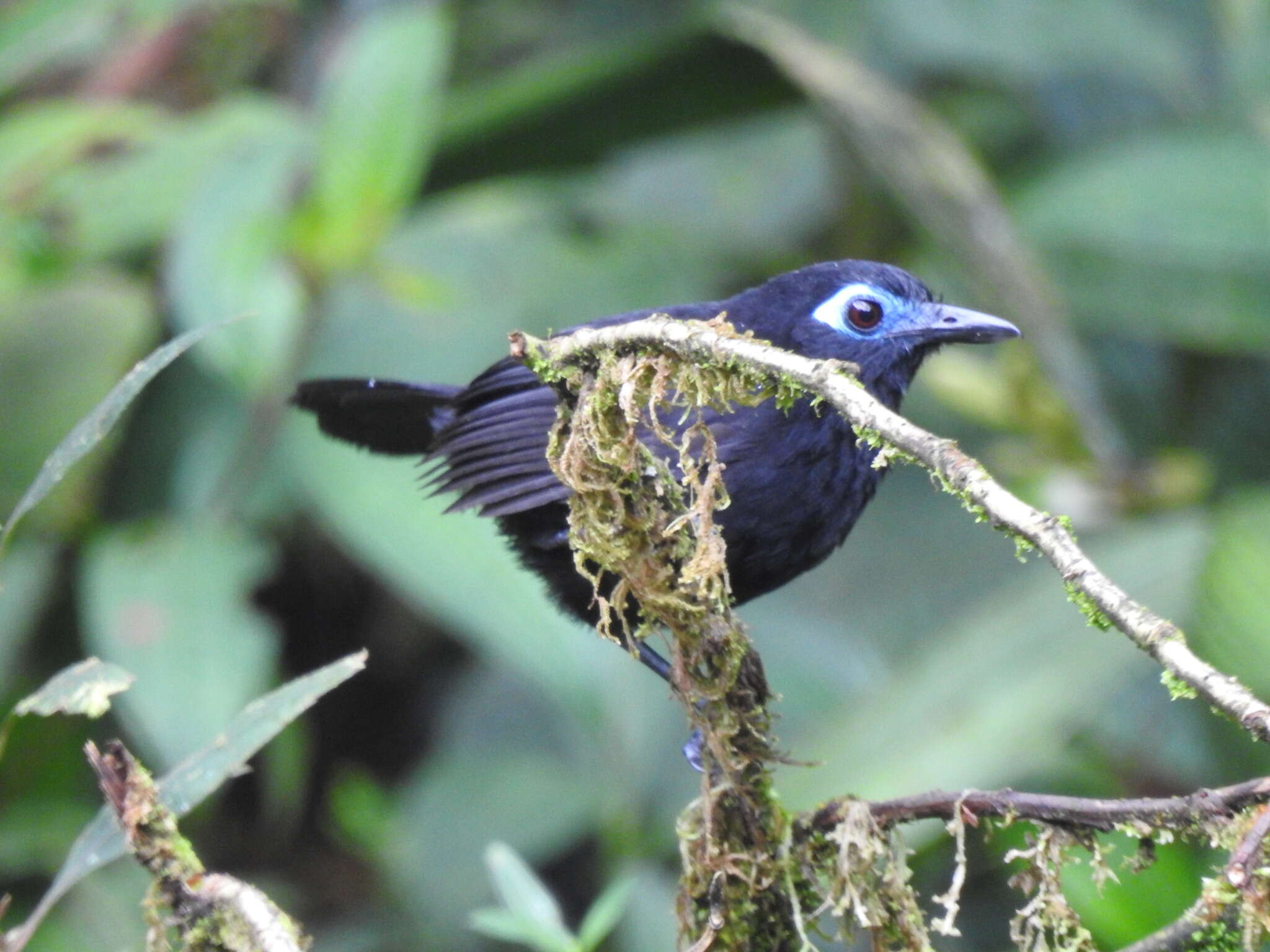 Image of Zeledon's Antbird