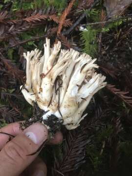 Image de Ramaria acrisiccescens Marr & D. E. Stuntz 1974