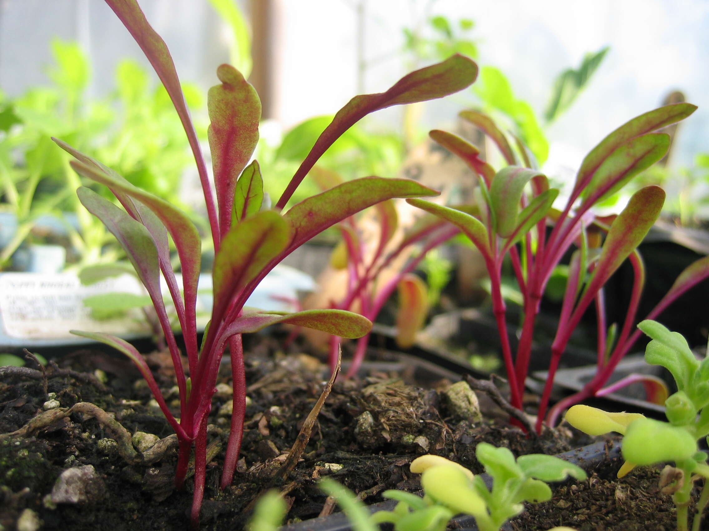 Image of Beta vulgaris subsp. vulgaris Cicla