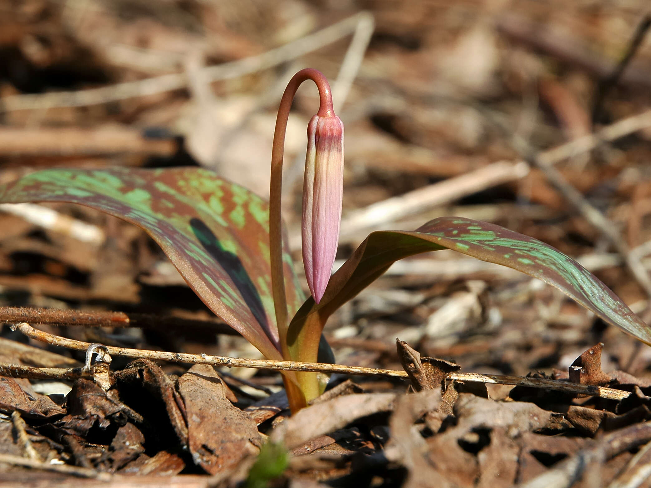 Image of Erythronium japonicum Decne.