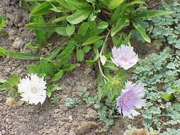 Image of Stokesia