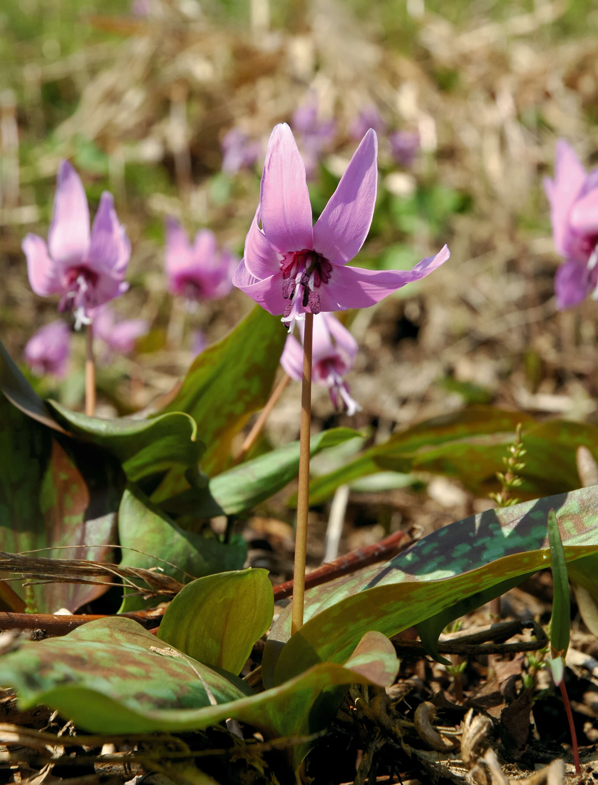 Image of Erythronium japonicum Decne.