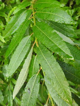 Image de Salix humilis Marsh.