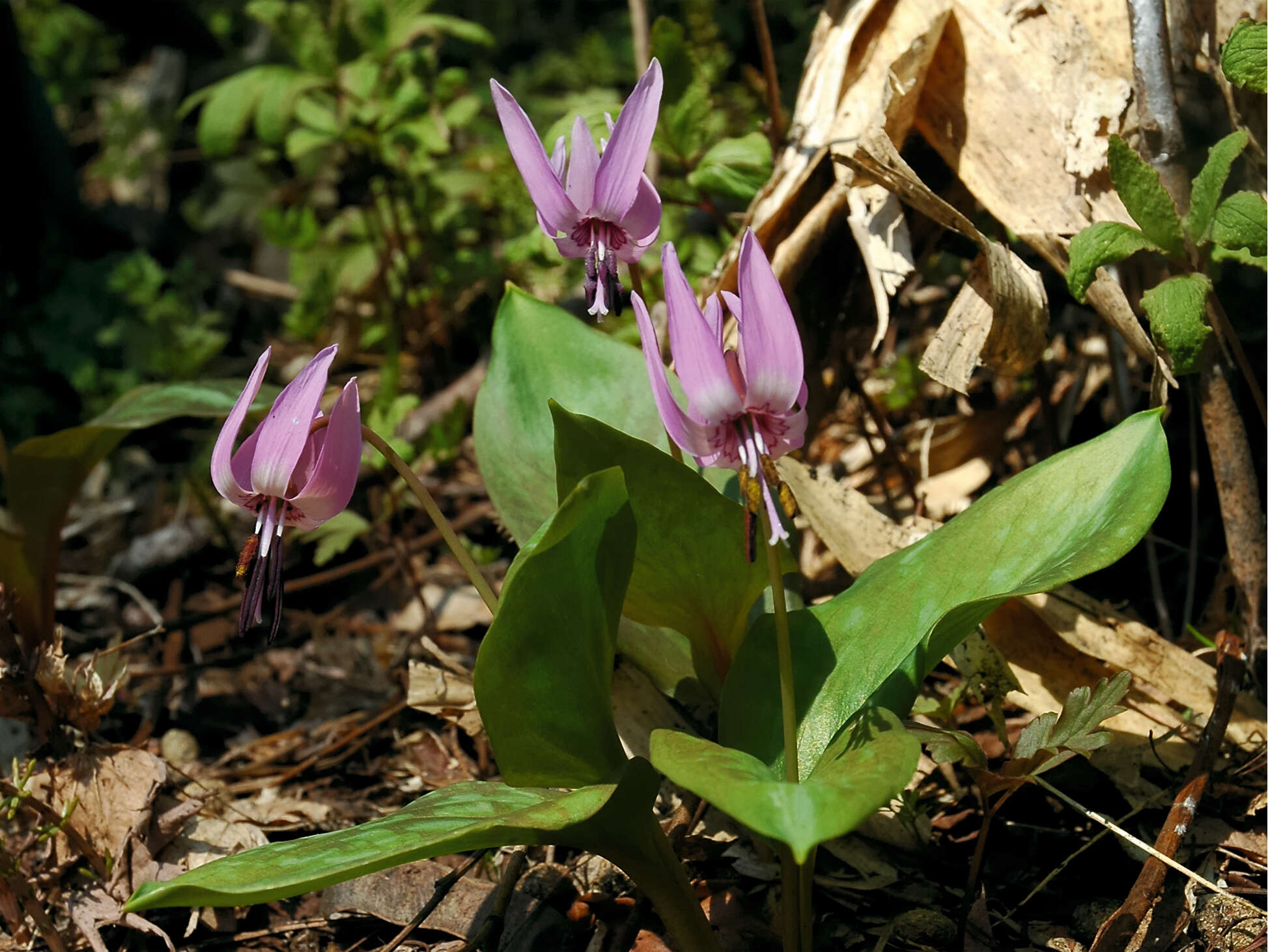 Image of Erythronium japonicum Decne.