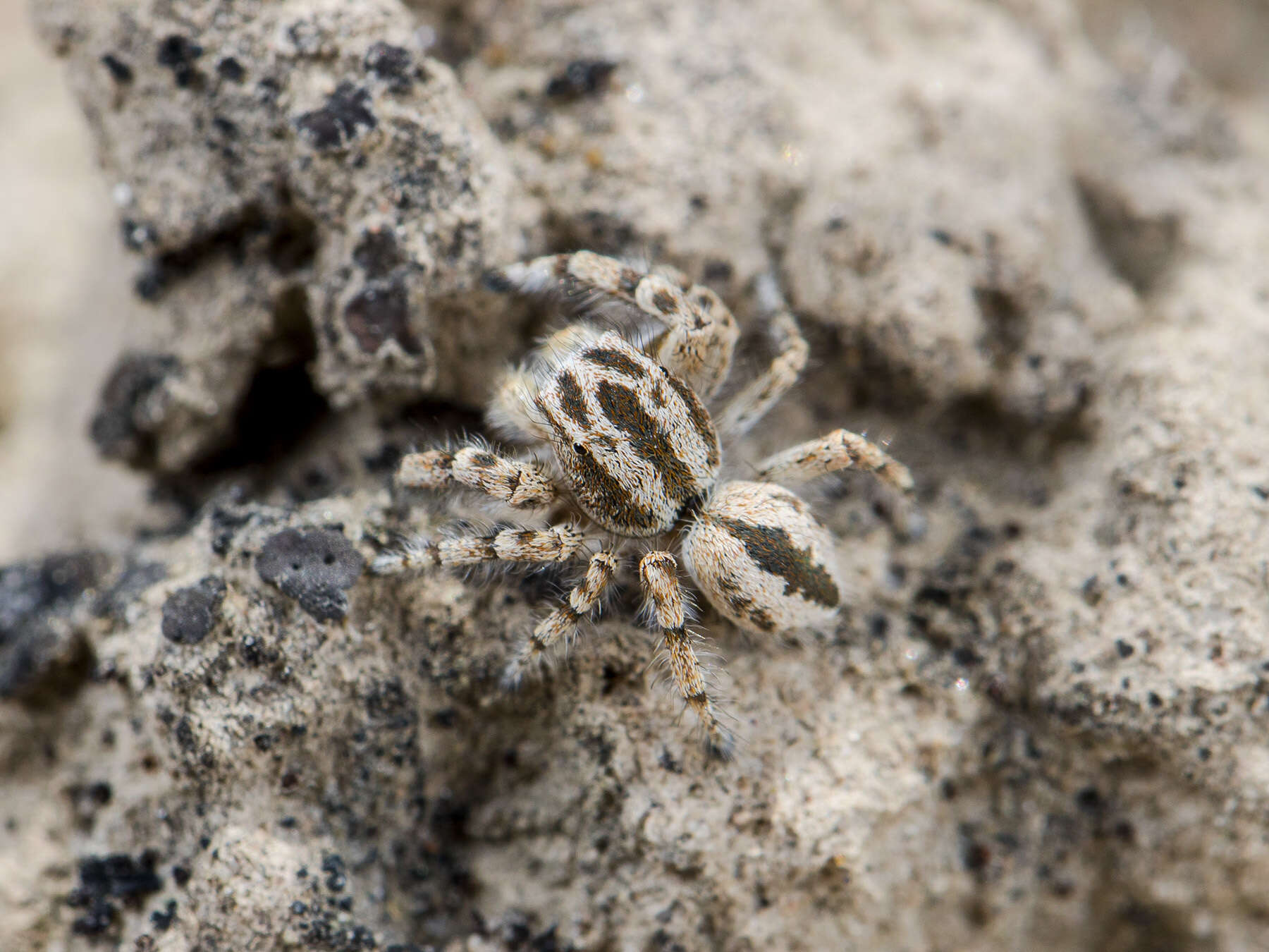 Image of Pseudomogrus guseinovi (Logunov & Marusik 2003)